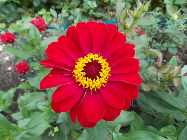 Beautiful Red Flower Summer Garden Photo — Stock Photo, Image