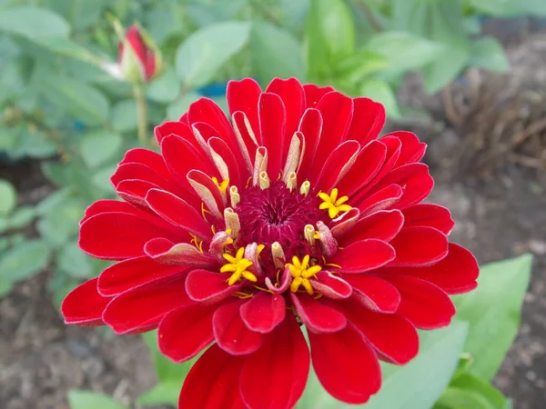 Beautiful Red Flower Summer Garden Photo — Stock Photo, Image