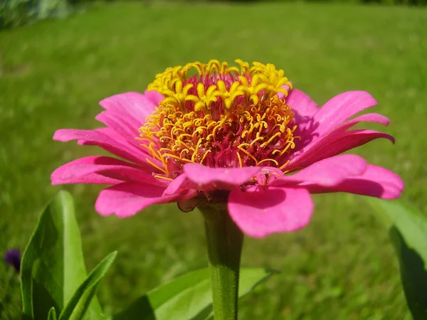 Yaz Bahçesinde Güzel Pembe Çiçek Fotoğraf — Stok fotoğraf