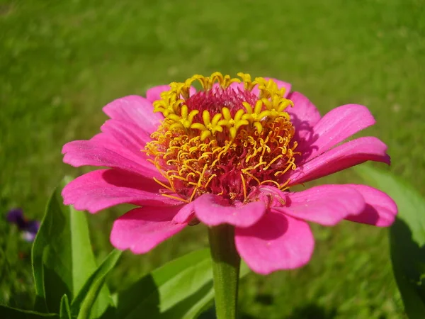 Beautiful Pink Flower Summer Garden Photo — Stock Photo, Image