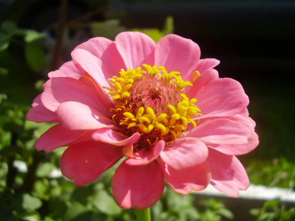 Beautiful Pink Flower Summer Garden Photo — Stock Photo, Image