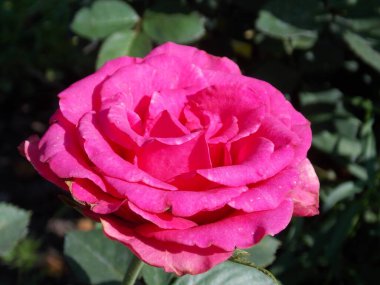 Yaz bahçesinde güzel pembe bir gül.)