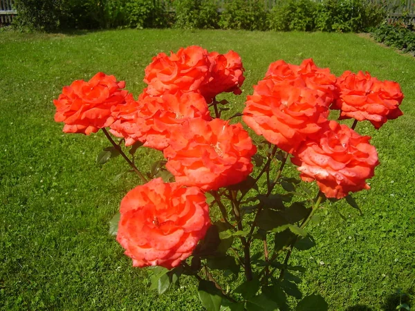 Bella Rosa Rossa Nel Giardino Estivo Foto — Foto Stock