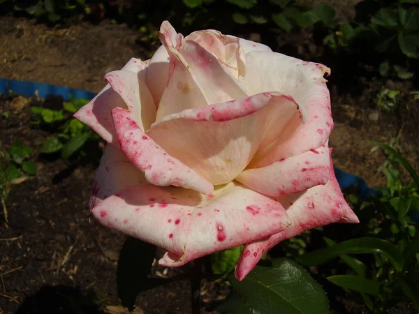 Beautiful White Rose Summer Garden Photo — Stock Photo, Image