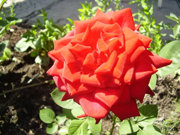 Beautiful Red Rose Summer Garden Photo — Stock Photo, Image