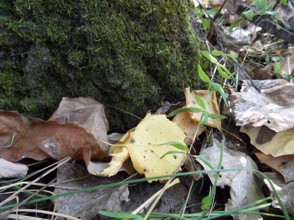 Foglie Betulla Autunnale Nella Foresta Foto — Foto Stock