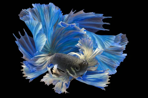 Прекрасний Рух Блакитного Бетта Рибного Хвоста Сіамської Бойової Риби Бетта — стокове фото
