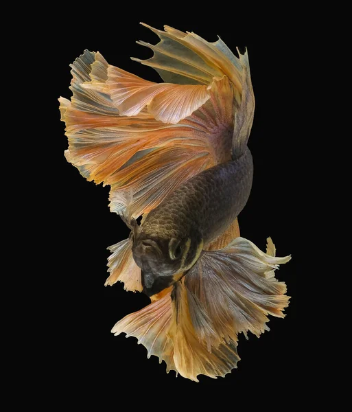 Beautiful Movement Yellow Betta Fish Tail Siamese Fighting Fish Betta — Stock Photo, Image