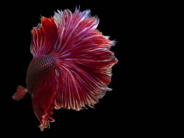 Mavi Crowntail betta balığını kapatın. Güzel Siyam dövüş balığı, Betta ihtişamı siyah arka planda izole edilmiş..