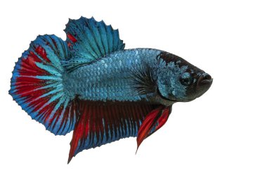 Mavi Crowntail betta balığını kapatın. Güzel Siyam dövüş balığı, Betta ihtişamı siyah arka planda izole edilmiş..