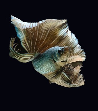 Mavi Crowntail betta balığını kapatın. Güzel Siyam dövüş balığı, Betta ihtişamı siyah arka planda izole edilmiş..
