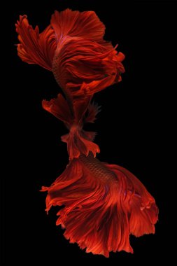 Kırmızı betta balığının güzel kuyruğu, Siyam savaşan balık hareketine yaklaş, betta ihtişamı (Halfmoon betta) siyah arka planda izole edilmiş.