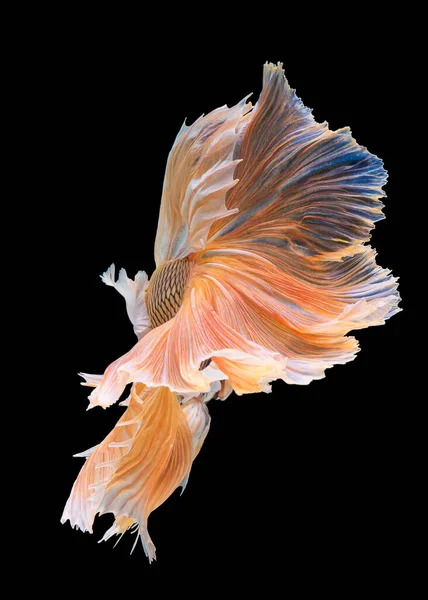 Beautiful Movement Yellow Betta Fish Siamese Fighting Fish Betta Splendens — Stock Photo, Image