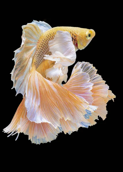 Beautiful Movement Yellow Betta Fish Siamese Fighting Fish Betta Splendens — Stock Photo, Image