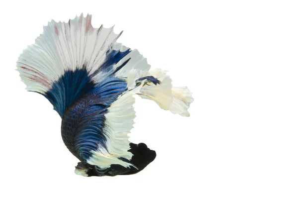 Mavi Crowntail betta balığını kapatın. Güzel Siyam dövüş balığı, Betta ihtişamı siyah arka planda izole edilmiş..