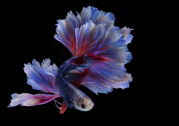 Близько Блакитної Коронної Риби Бета Красива Сіамська Бойова Риба Красуня — стокове фото