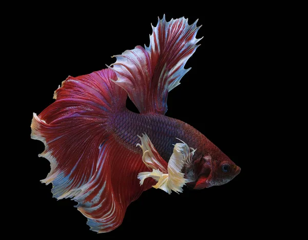 Rítmico Peixe Betta Vermelho Belo Movimento Peixes Siameses Lutando Betta — Fotografia de Stock