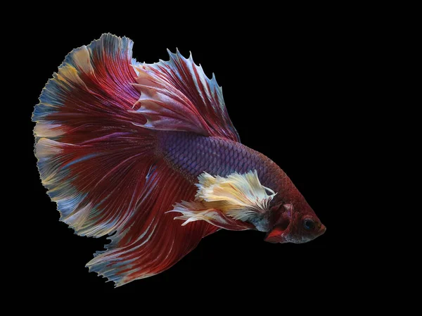 Rhythmic Red Betta Fish Beautiful Movement Siamese Fighting Fish Betta — Stock Photo, Image