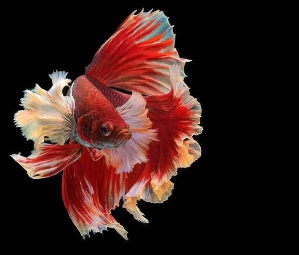 Rítmico Peixe Betta Vermelho Belo Movimento Peixes Siameses Lutando Betta — Fotografia de Stock