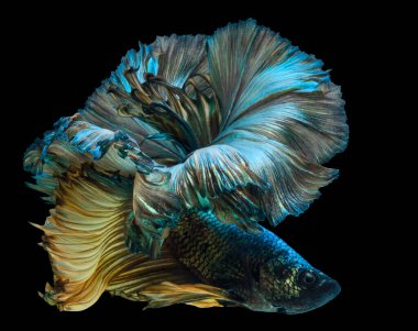 Güzel bir kırmızı Beta balığı hareketi, Siyam dövüşen balığı, Beta ihtişamı, Tayland 'ın yarım ay betta' sı, siyah arka planda izole edilmiş..