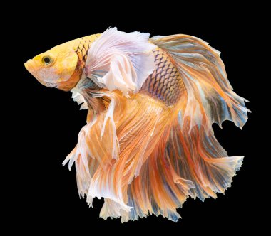 Güzel bir kırmızı Beta balığı hareketi, Siyam dövüşen balığı, Beta ihtişamı, Tayland 'ın yarım ay betta' sı, siyah arka planda izole edilmiş..