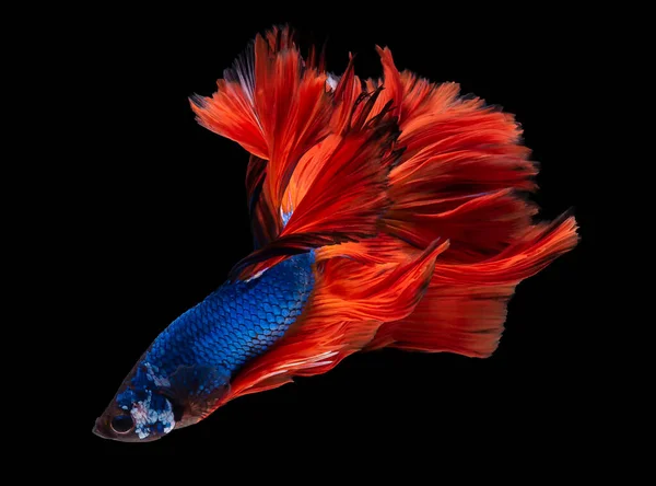 Vacker Rörelse Röd Blå Betta Fisk Siamese Kämpar Fisk Betta — Stockfoto