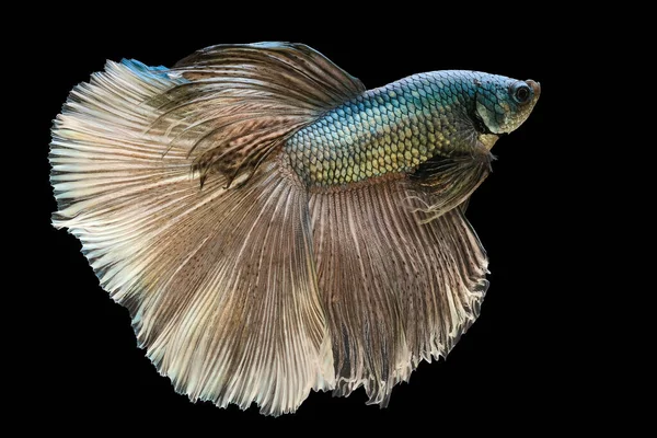 Belo Movimento Vermelho Azul Betta Peixe Peixes Siameses Lutando Betta — Fotografia de Stock