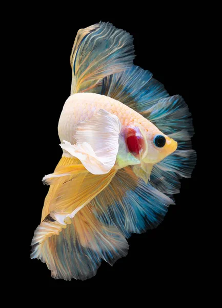 Mooie Beweging Van Rood Blauwe Betta Vis Siamese Vechtvis Betta — Stockfoto