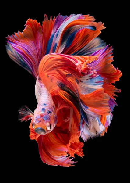 Mooie Beweging Van Rood Blauwe Betta Vis Siamese Vechtvis Betta — Stockfoto