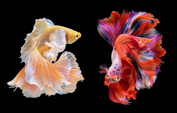 Schöne Bewegung Der Roten Und Gelben Betta Siamesische Kampffische Zwei — Stockfoto