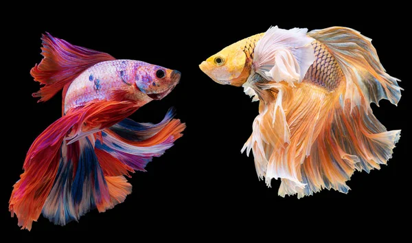 Beautiful Movement Red Yellow Betta Siamese Fighting Fish Two Betta — Stock Photo, Image