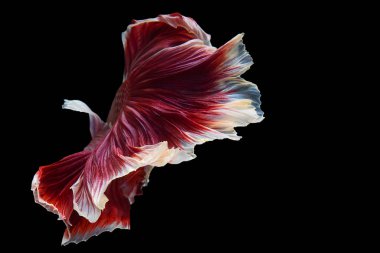 Siyam Savaşçı Balığı 'nın kırmızı beyaz kuyruğu 