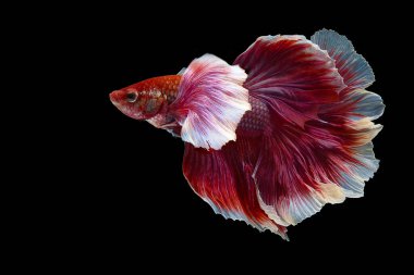 Kırmızı beyaz Siyam Dövüşen Balığı 