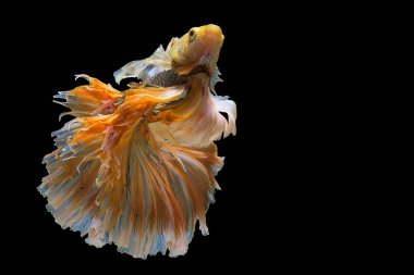 Sarı Siyam Dövüşçü Balığı 