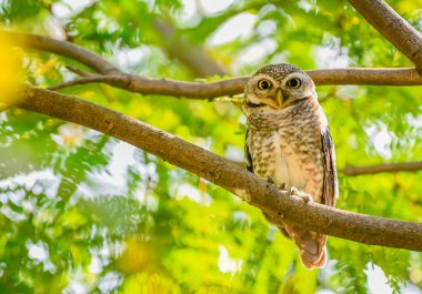 Güzel yeşil yaprakları ve delici gözleriyle kameraya bakan benekli bir baykuşun yakın çekimi.