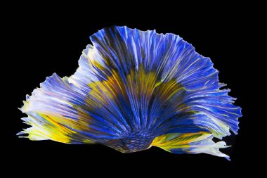 Siyam Savaşçı Balığının mavi sarı kuyruğu 