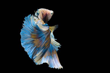 Mavi sarı Siyam Savaşçı Balığı 