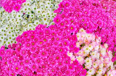 Sarı ve kırmızı kasımpatı çiçeğini, güzel büyük bir buket Kasımpatı çiçeğini, renkli arkaplan desenli çiçekleri, çiçek açan çiçekleri, üst manzara