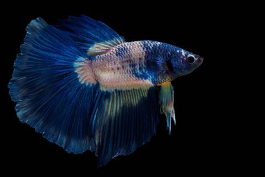 Mavi beyaz Siyam Dövüşen Balığı 