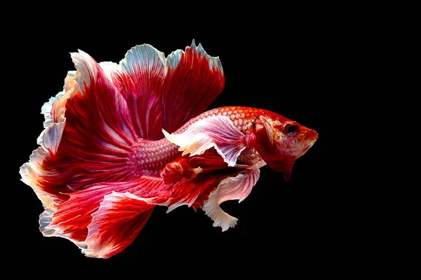 Красно Белая Сиамская Боевая Рыба Fancy Halfmoon Betta Moving Moment — стоковое фото
