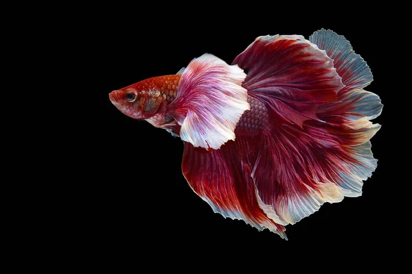 Röd Vit Siamese Fighting Fish Fancy Halvmåne Betta Det Rörande — Stockfoto