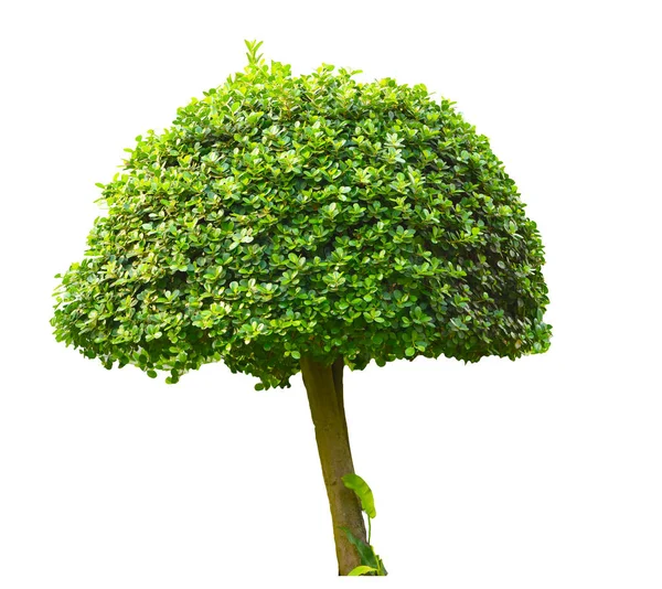 Prachtige Sierboom Uit Thailand Groene Topiary Boom Groene Bladeren Sierplant — Stockfoto