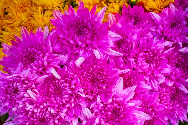 Close Pink Chrysanthemum Daisy Flower Beautiful Huge Bouquet Chrysanthemum Floral — Stock Photo, Image