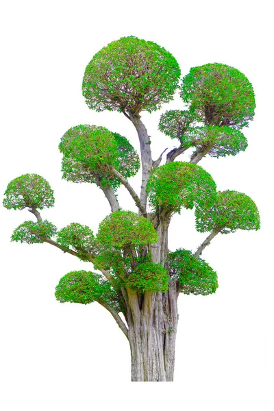 Gyönyörű Díszfa Thaiföldről Zöld Kertészeti Zöld Levelek Dísznövény Nagy Bonsai — Stock Fotó