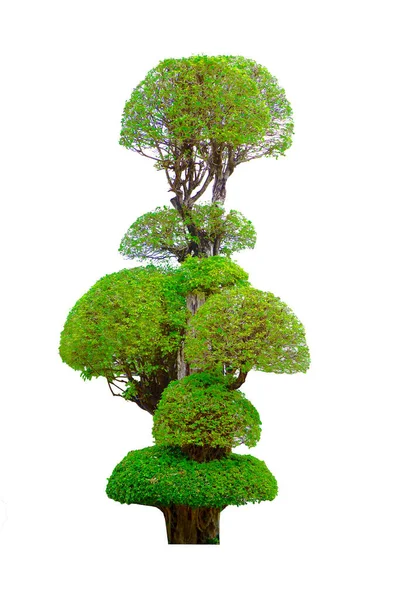 Gyönyörű Díszfa Thaiföldről Zöld Kertészeti Zöld Levelek Dísznövény Nagy Bonsai — Stock Fotó