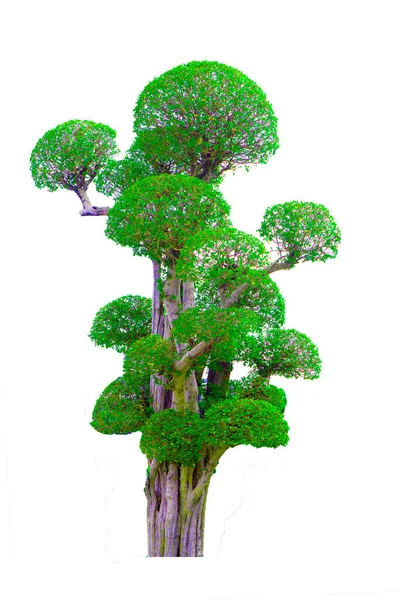 Schöner Zierbaum Aus Thailand Grüner Topiarbaum Grüne Blätter Zierpflanze Großer — Stockfoto