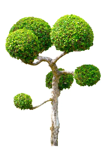 Krásný Ornamentální Strom Thajska Zelený Topiář Zelené Listy Okrasné Rostliny — Stock fotografie