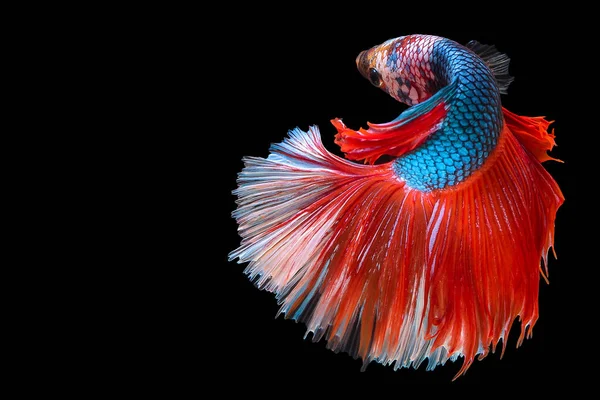 Красно Голубая Сиамская Боевая Рыба Fancy Halfmoon Betta Трогательный Момент — стоковое фото