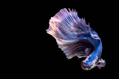 Mavi beyaz Siyam Dövüşen Balığı 
