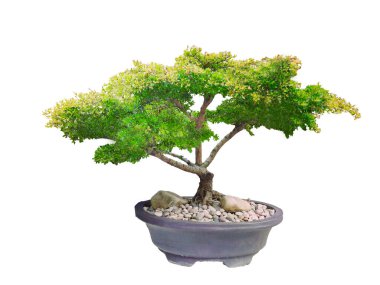 Tayland 'dan güzel süs ağacı, yeşil ağaç, yeşil yapraklı süs bitkisi, büyük bonsai mimari tasarım ve dekorasyon için uygun beyaz arka planda izole edilmiş..